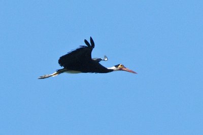 Stork, Storm's @ Kinabatangan River