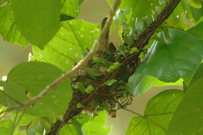 Bulbul, Red-eyed (nest)