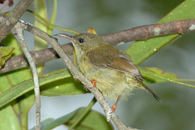 Sunbird, Plain (juvenile)