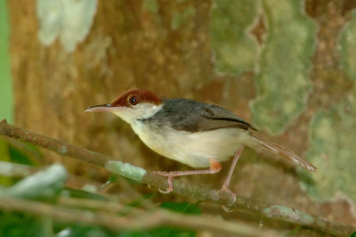 Tailorbird, Rufous-tailed