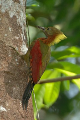 Woodpecker, Checker-throated (male)