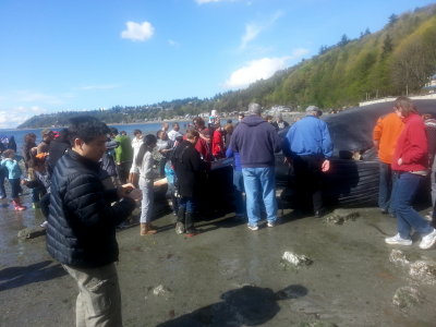 Fin Whale - Burien, WA 2013 