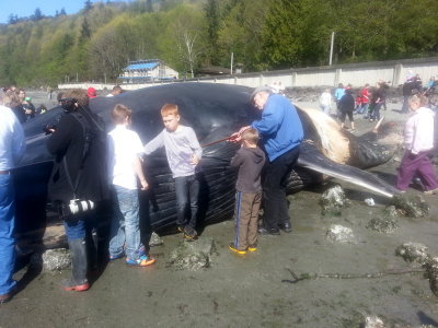 Fin Whale - Burien, WA 2013 