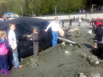 Fin Whale - Burien, WA 2013 