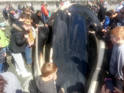 Fin Whale - Burien, WA 2013 