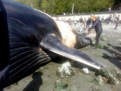 Fin Whale - Burien, WA 2013 