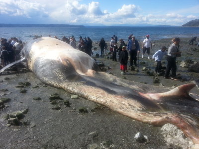 Fin Whale - Burien, WA 2013 