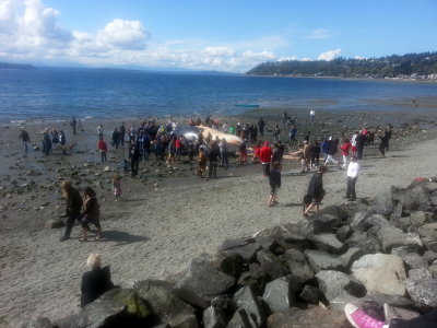 Fin Whale - Burien, WA 2013 