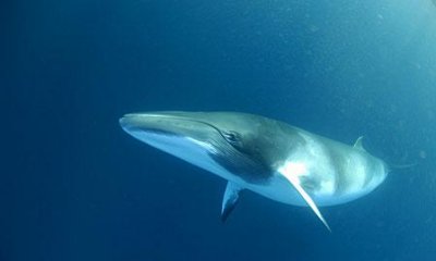 Fin Whale 