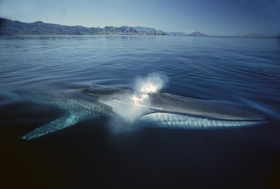 Fin Whale 