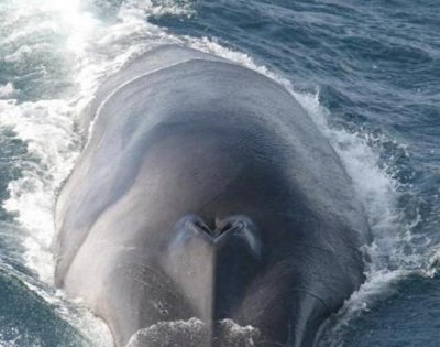 Fin Whale 