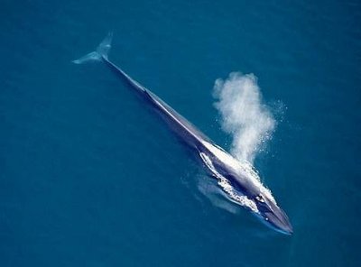 Fin Whale 