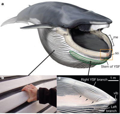 Fin Whale 