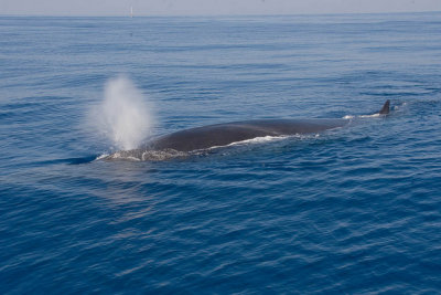 fin whale