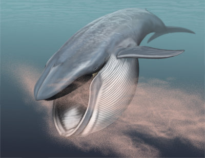 Fin Whale