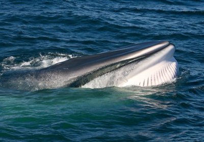 Fin Whale 