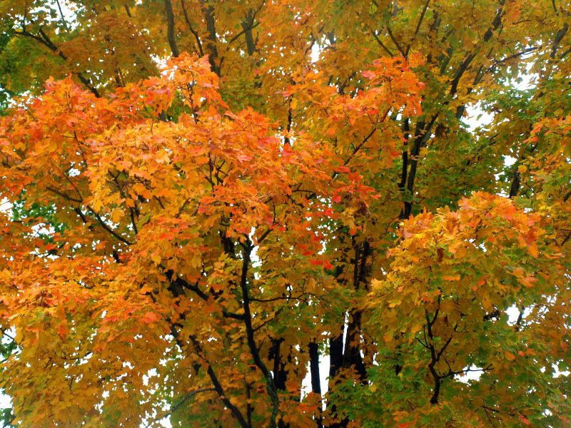 Fall on Long Island