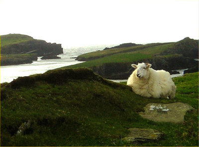 Happy Valentia Island sheep