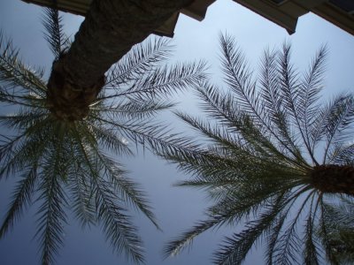 Looking up at palm trees