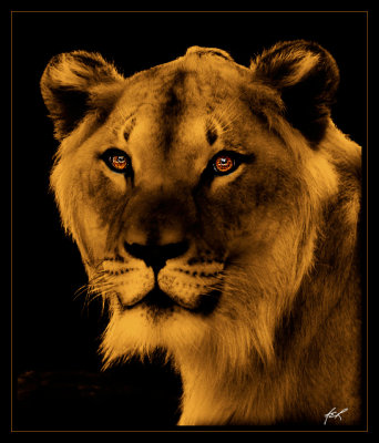 young king_1_1.jpg