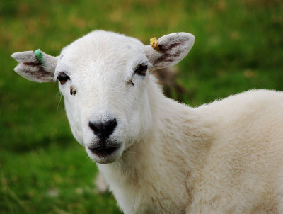 Welsh sheep.jpg