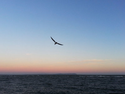 Bournemouth seagull.jpg