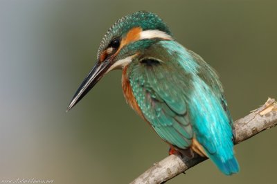 Kingfisher-Alcedo atthis