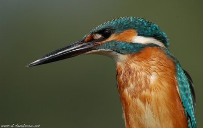Kingfisher-Alcedo atthis