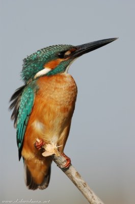DSC_0474.JPG