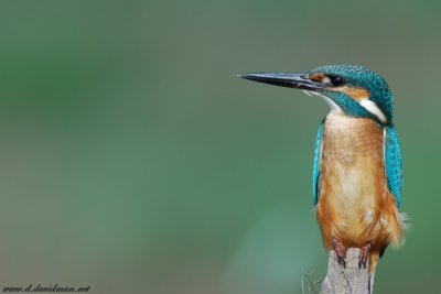 Kingfisher-Alcedo atthis