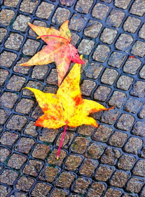 IMG_0510_resize.JPG