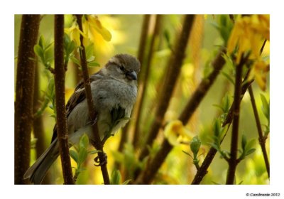 Moineau