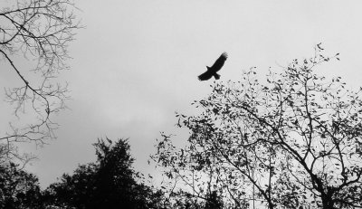 Eagle Flying on a Gray Day.jpg