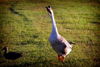 IMG_1012.jpg