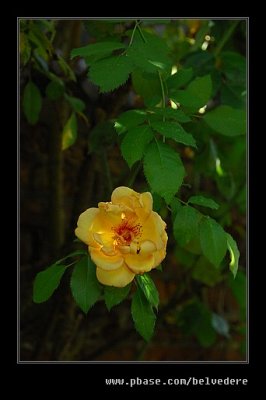 Lonely Rose, Black Country Museum