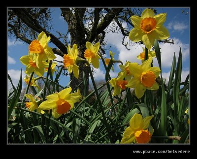 Croft Castle Walled Gardens #31