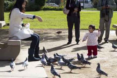 Feeding pigeons and other life forms