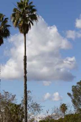 Rlabrea _24.jpg