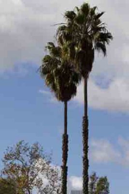 Rlabrea _4.jpg