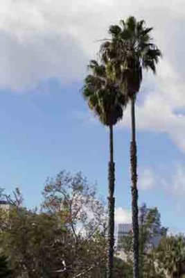 Rlabrea _5.jpg