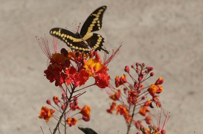 Butterfly  San Angelo Texas