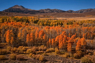 Autumn Colors Peak in the Eastern Sierras