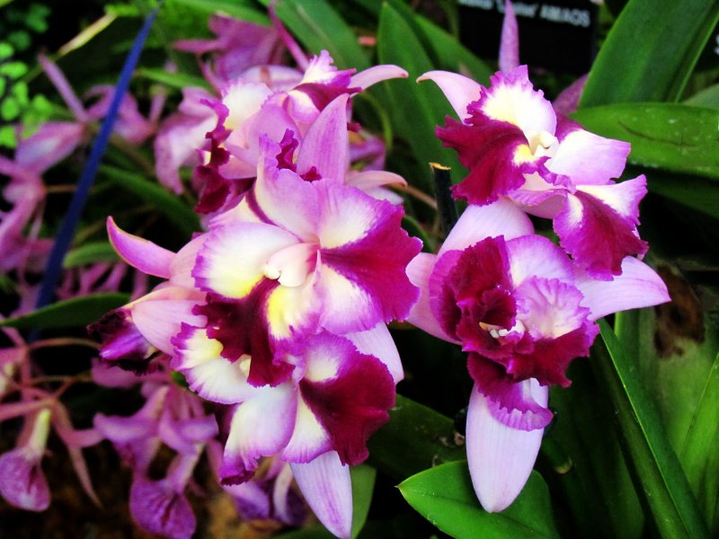 Orchids2013 023.jpg
