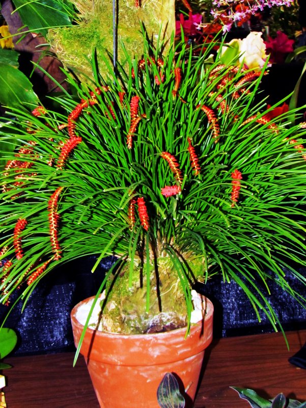Orchids2013 030 Dendrochilum wenzeiii.jpg