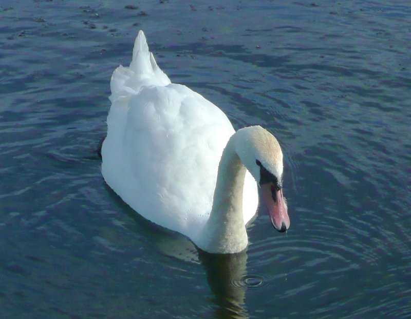 Mute Swan of Tallinn, Estonia