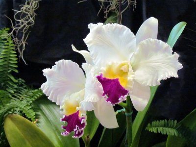 Orchids2013 002.jpg