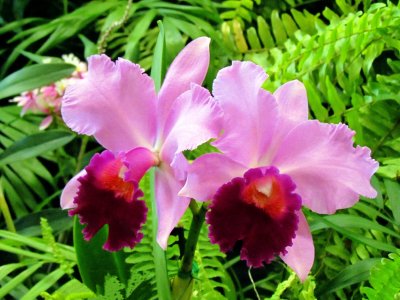 Orchids2013 003.jpg