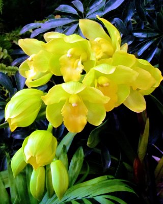 Orchids2013 005.jpg