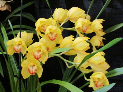 Orchids2013 008.jpg