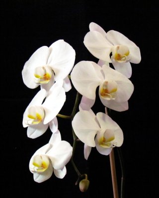 Orchids2013 010.jpg